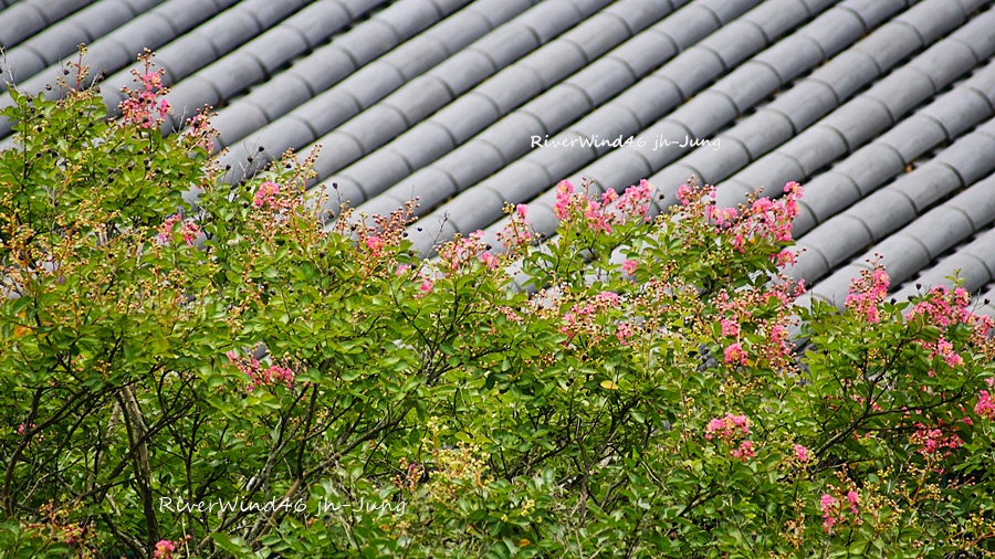 배롱나무꽃,백일홍나무꽃, Lagerstroemia indica