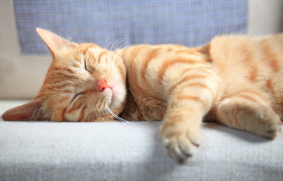 자고 있는 고양이