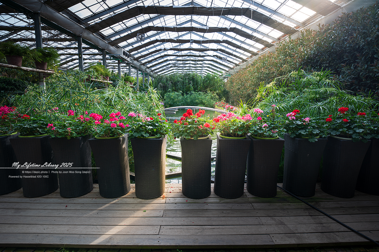 식물원 아산 세계꽃식물원 온실 꽃