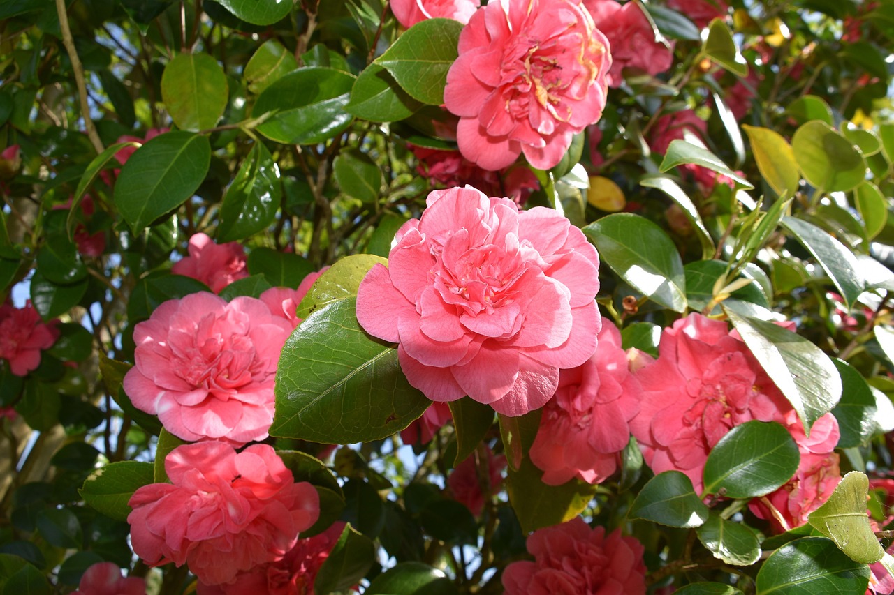 주말 힐링 산책명소(여행,자연,추천)여수 오동도 동백