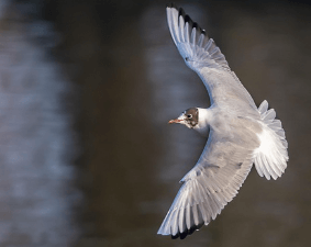 나는 꿈, 날으는 꿈, 날아오르는 꿈