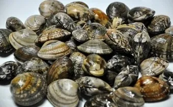 바지락 효능 보관방법 씻는법 해감시키는법_5