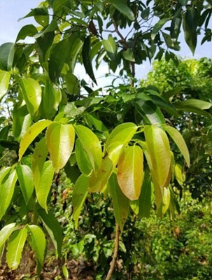 시나몬 나무 사진