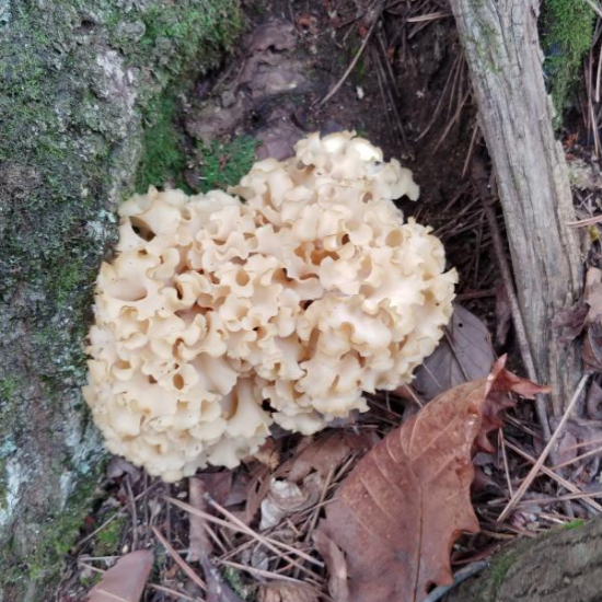 바위옆에 핀 꽃송이 버섯