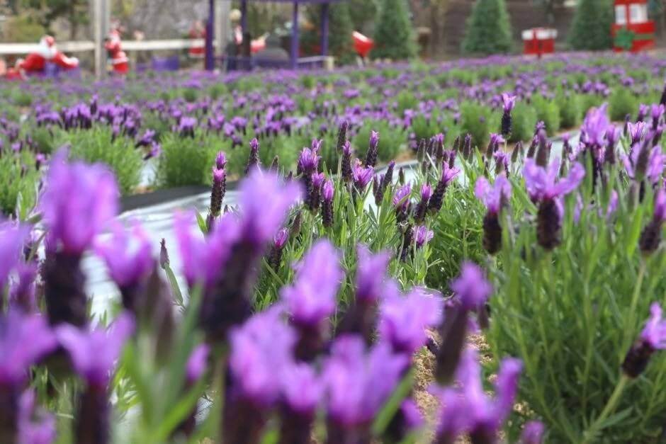 2025년 포천 허브아일랜드 라데봄 축제 완전 정복 가이드! 라데봄 축제 라벤더, 데이지 그리고 봄