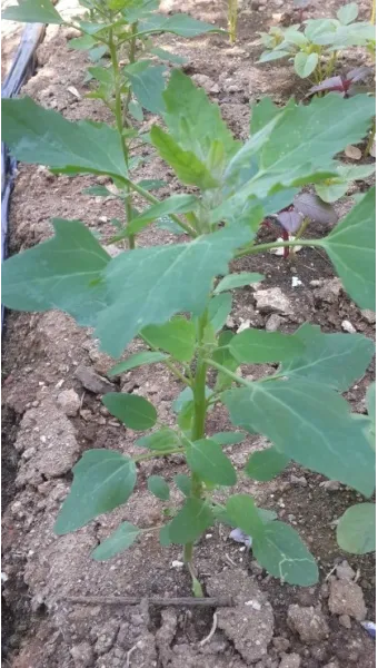 퀴노아 재배 배수성 좋은 흙 고온 건조 적응 수확_12