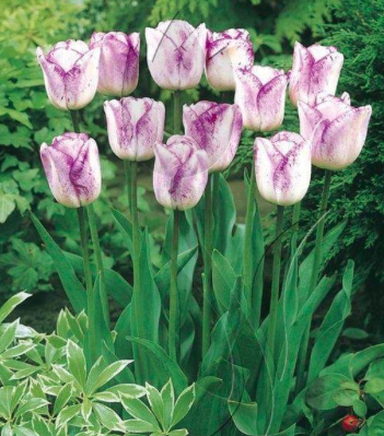 Shirley Tulip