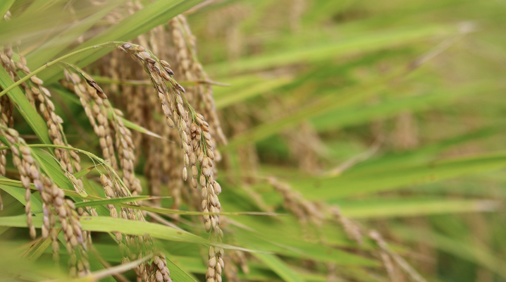 농업 보조금과 지속 가능한 식량 생산: 보조금 정책의 미래