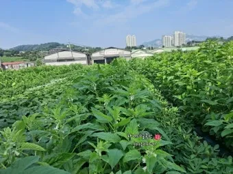 참깨 재배 돌려짓기 도복 방지 탈립 주의_7