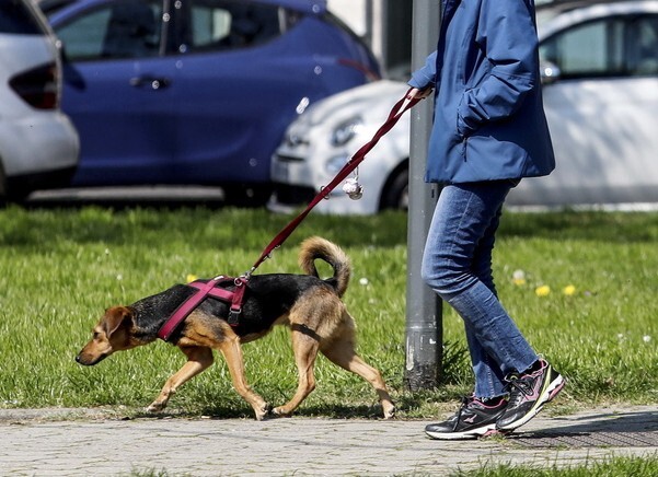 반려견 돌봄 쉼터