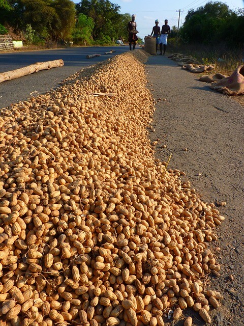 땅콩 삶는 법 볶는 법 보관법