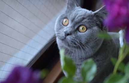 무언가를 바라보는 고양이.