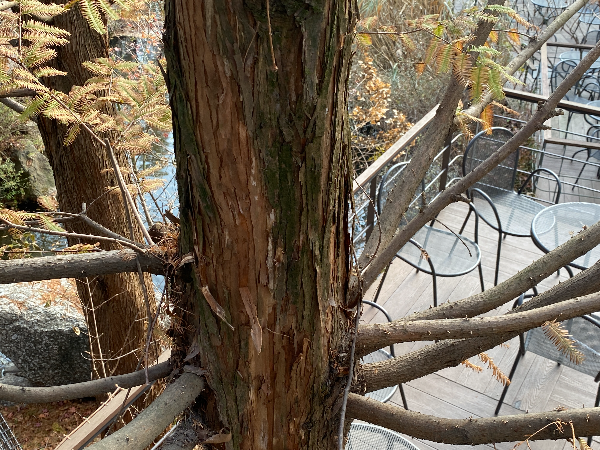 메타세쿼이아 수피