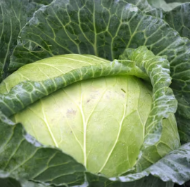 역류성식도염에 좋은 음식 영양제 식단