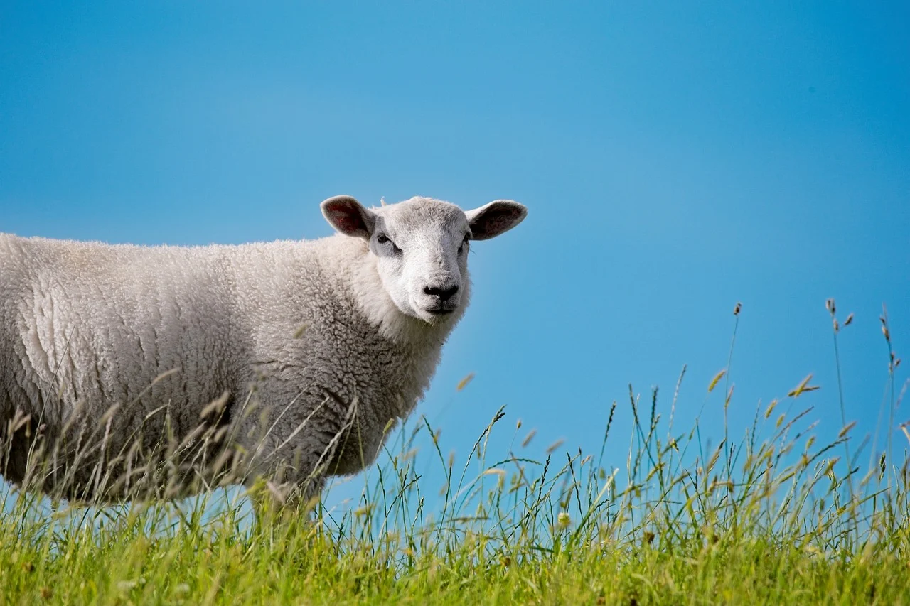 배송예약