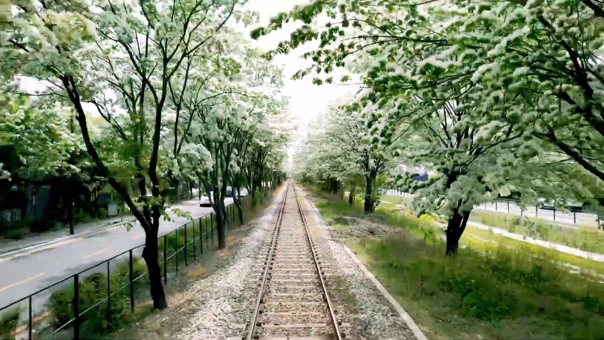 전주 팔복동 이팝나무길