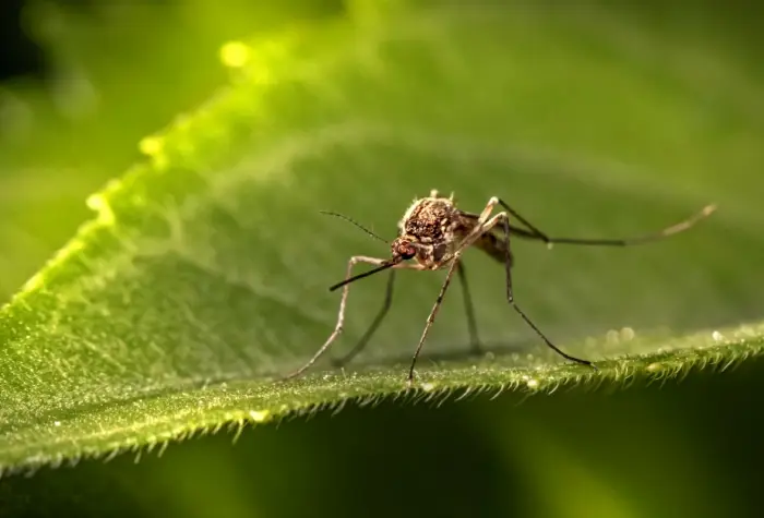 황열병 예방접종