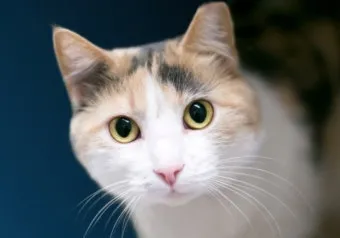 고양이 귀청소 방법, 귀지 원인, 관리_29