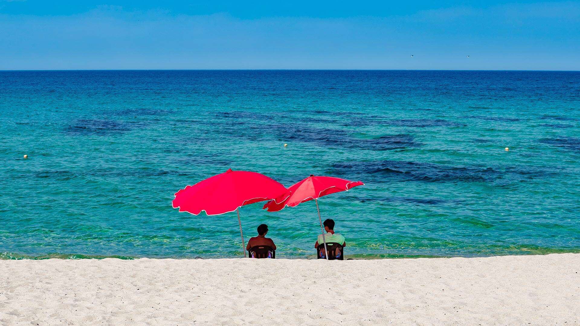 강릉 사근진 해변 유채꽃밭