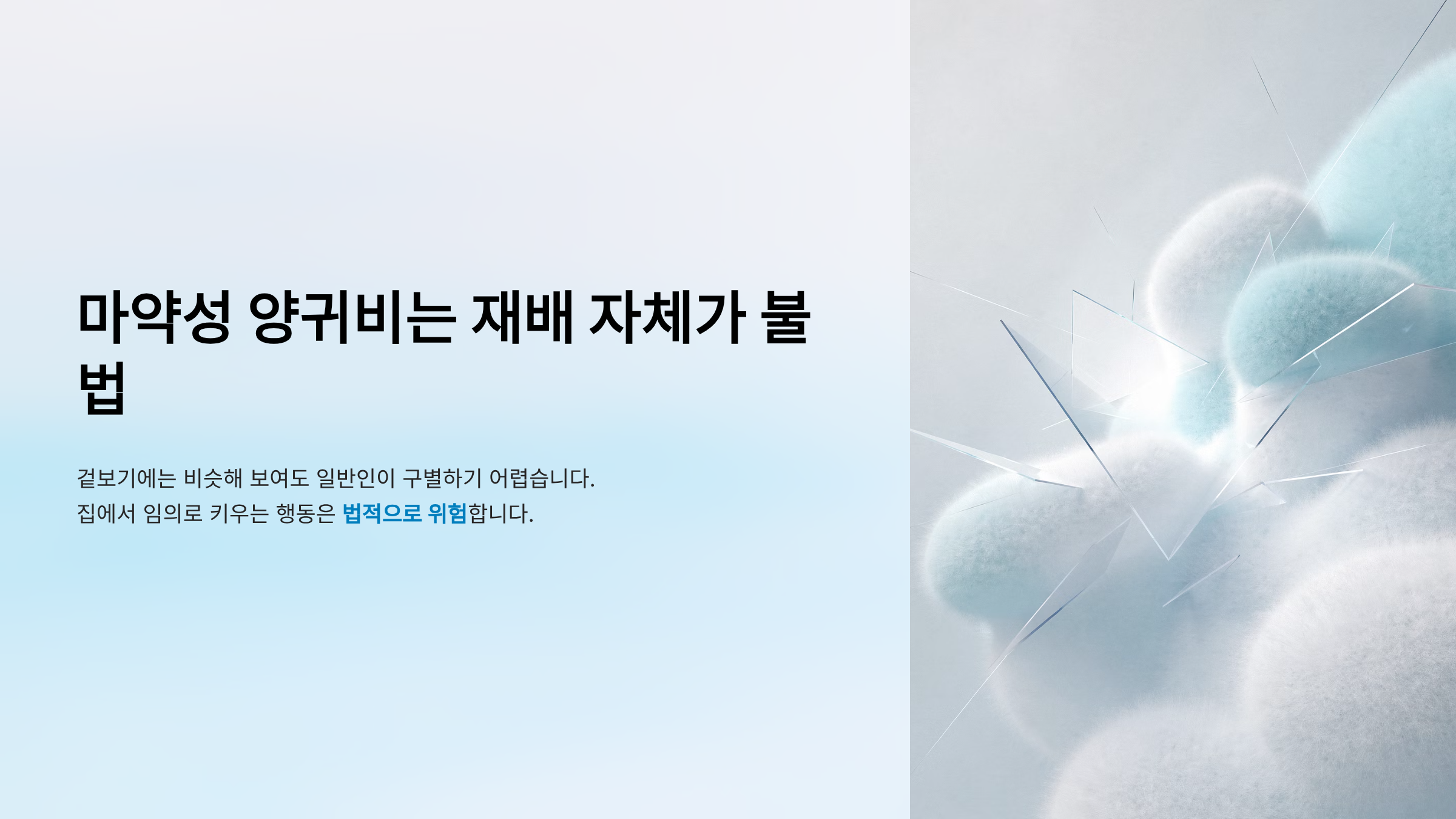 양귀비 효능