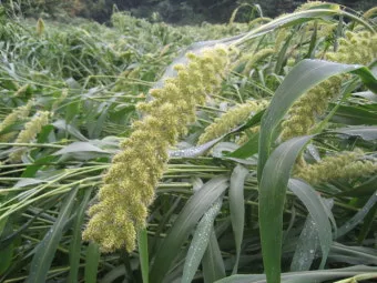 조 재배 건조 강한 작물 파종 방법 초보 가이드_12