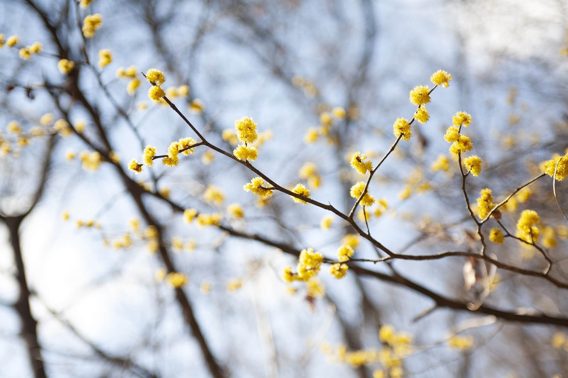 구례 산수유꽃 축제