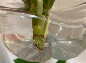 뱅갈고무나무 삽목