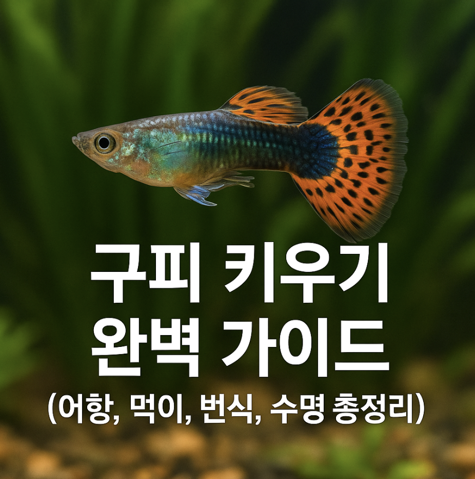 구피 키우기 완벽 가이드 (어항, 먹이, 번식, 수명 총정리)