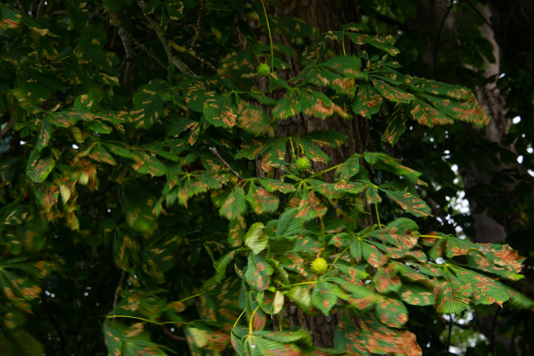 Ginseng