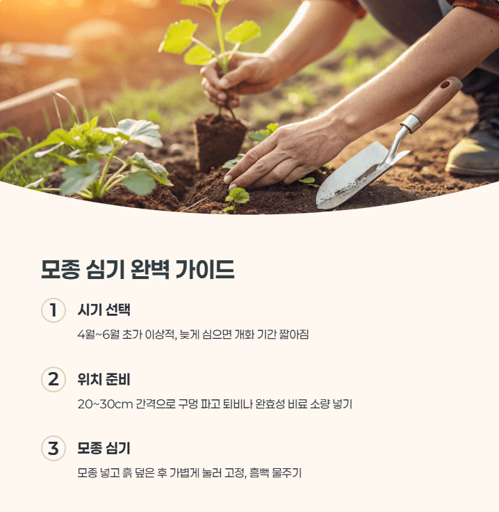 당아욱