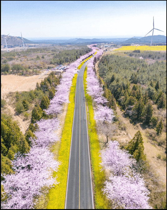 24년-유채꽃-개화시기-유채꽃명소-안내