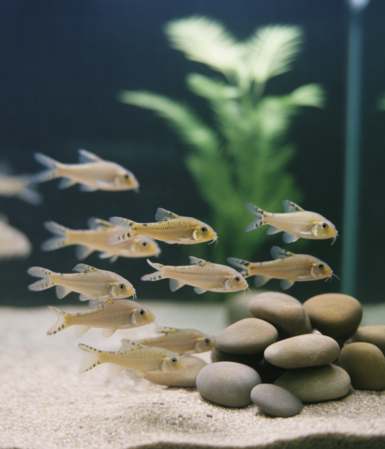 &amp;#39;떼&amp;#39; 지어 노는 모습&amp;#44; 군무의 즐거움