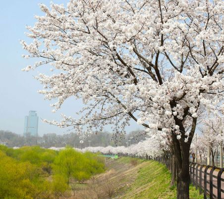 양평 벚꽃 