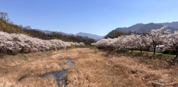벚꽃축제 / 전라도 벚꽃축제 BEST 5/ 벚꽃명소