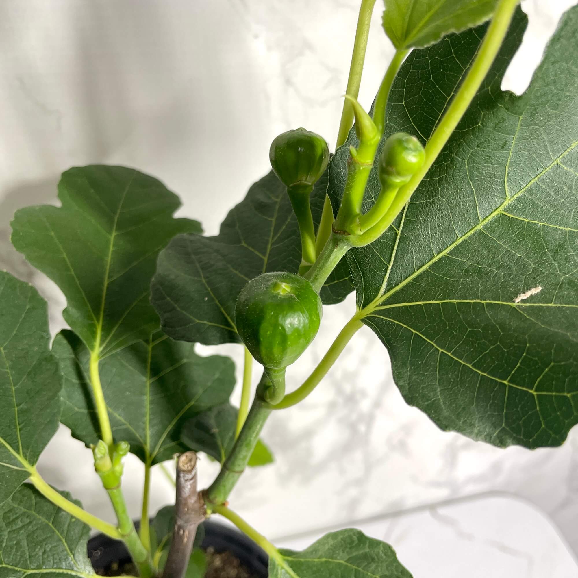 무화과열매 묘목 나무 키우는 방법