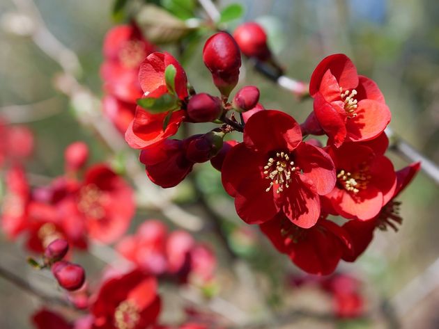 명자나무&#44; 붉은색&#44; 꽃