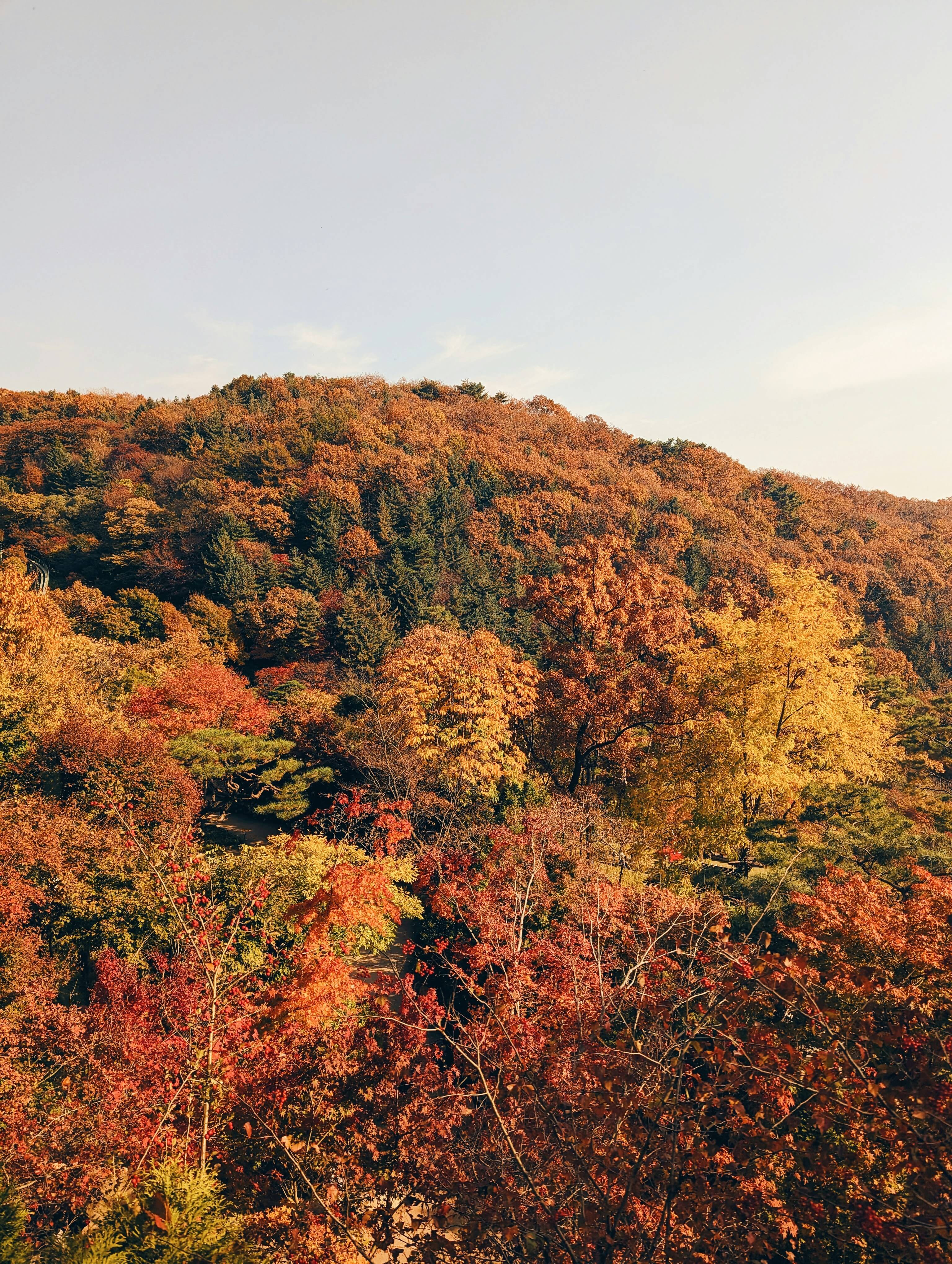 전주 -한옥마을 향교 -은행나무- 2025- 가을- 단풍- 명소 -1