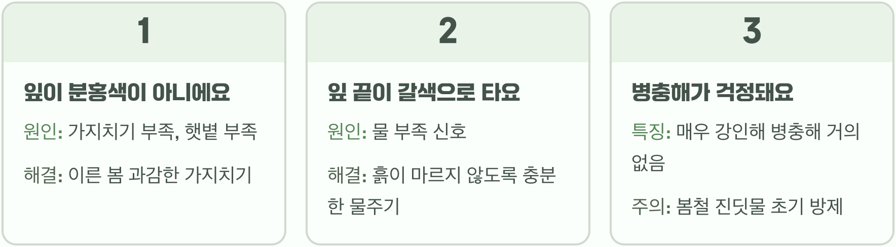 네군도단풍 플라밍고, 왜 이렇게 인기가 많을까?
