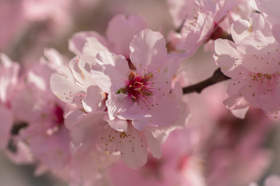 봄꽃이 흐드러지는 5월 국내 여행지 추천