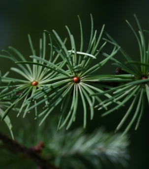 일본잎갈나무 잎1