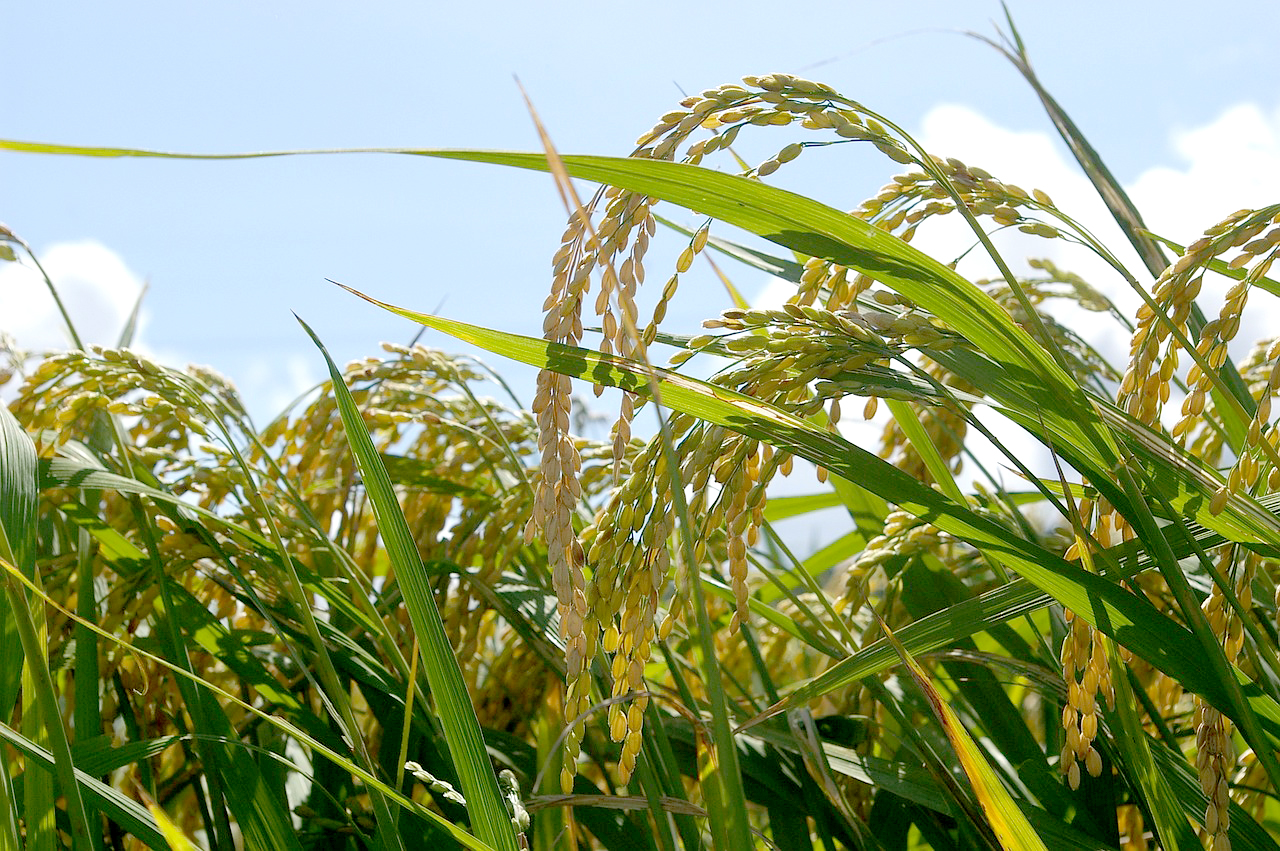 농업경영체 등록확인서 발급