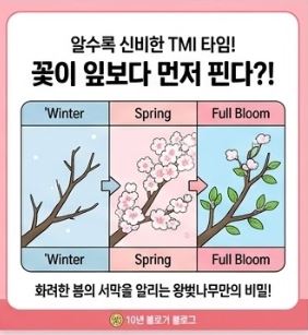 벚꽃상식