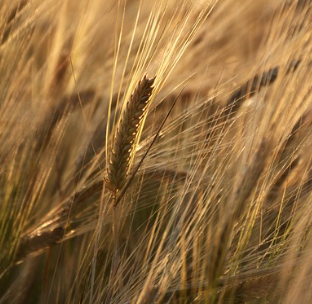 보리차 효능 및 부작용, 물대신 괜찮을까? (하루 권장량)