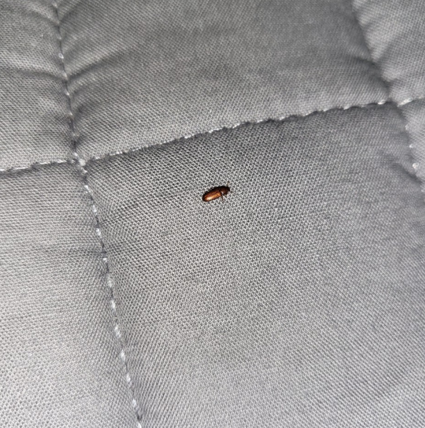 세스코 권연벌레,세스코 권연벌레 가격,권연벌레 퇴치 방법,권연벌레 살충제,권연벌레 박멸,권연 침벌 퇴치