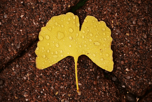 은행잎