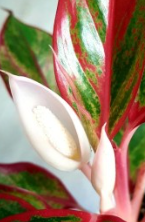 아글라오네마 시암 오로라 꽃