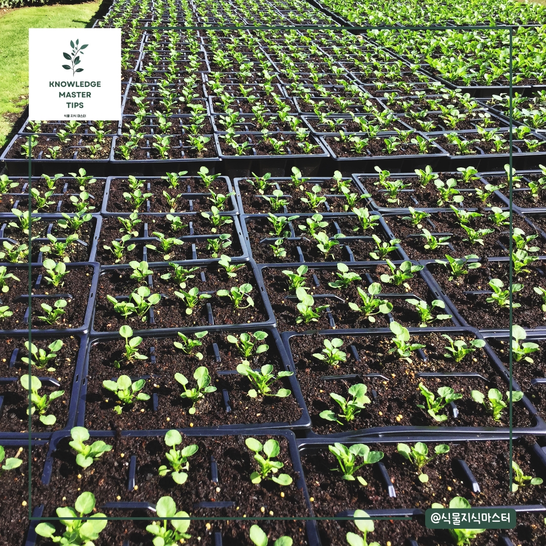 씨앗 발아를 위한 수분 관리