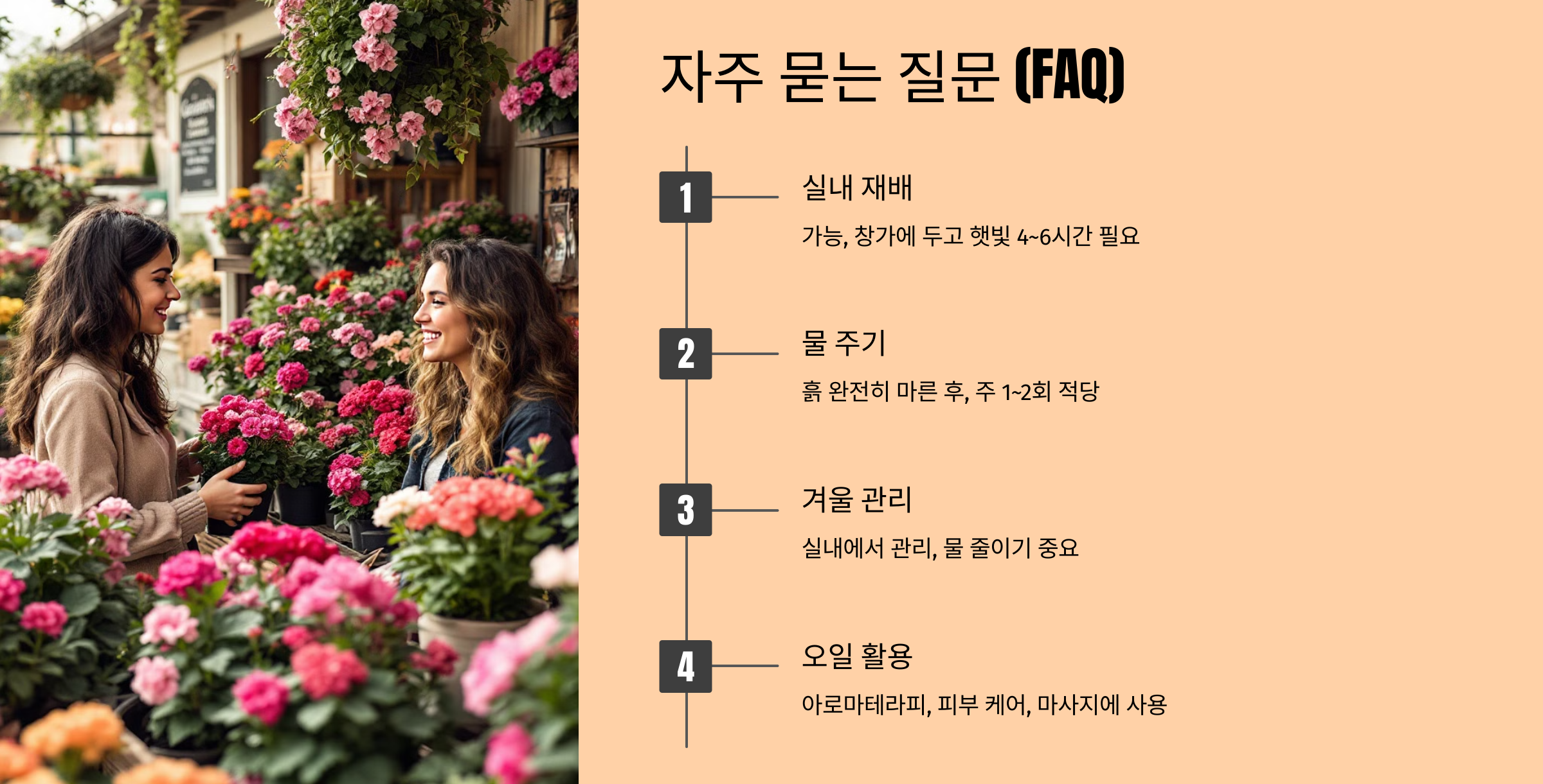 제라늄