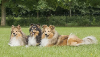 셔틀랜드 쉽독/출처:어도비스톡