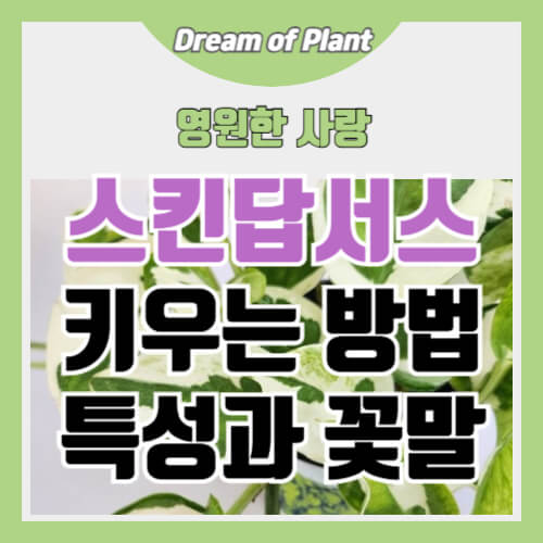 스킨답서스 키우는 방법 썸네일 이미지